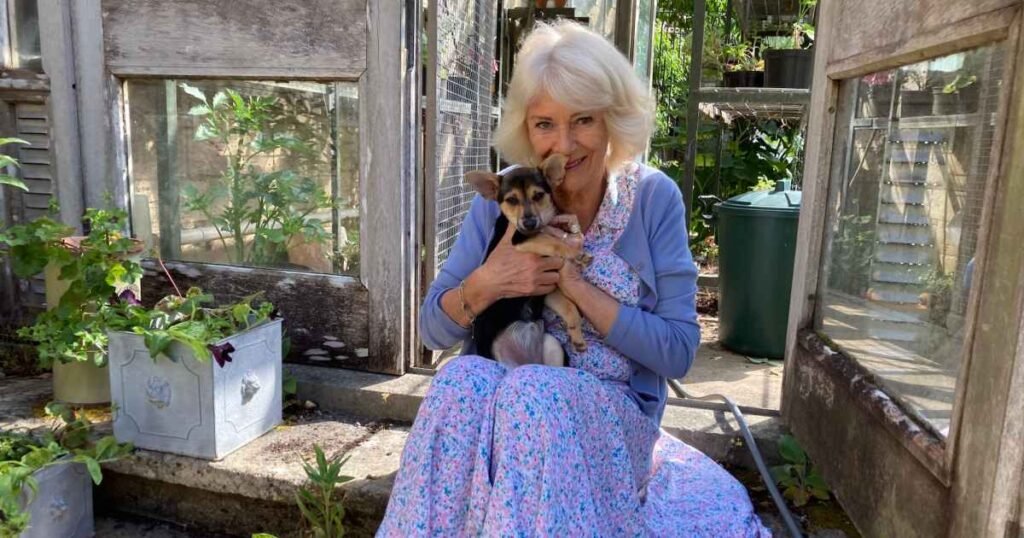 Queen Camilla Unveils First Photo of Her New Rescue Dog, Moley