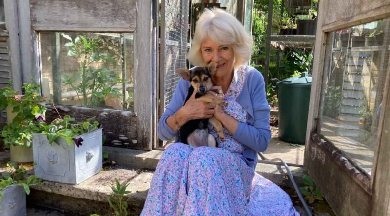 Queen Camilla Unveils First Photo of Her New Rescue Dog, Moley