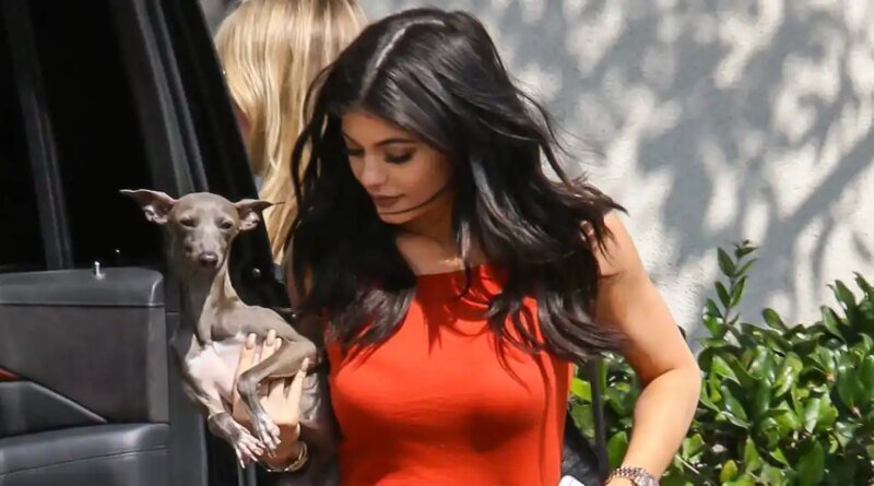 Kylie Jenner's Italian Greyhound Norman Passes Away