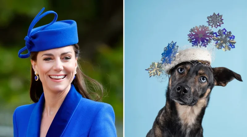 Kate Middleton's Milliner Releases 2026 Calendar Featuring Dogs in Hats