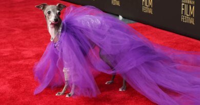 Fashion Influencer Dog Tika the Iggy Passes Away at 14 Following Surgery