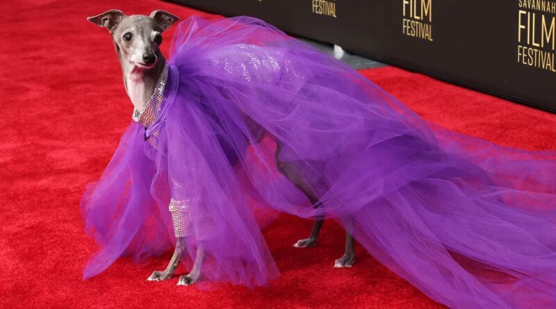 Fashion Influencer Dog Tika the Iggy Passes Away at 14 Following Surgery