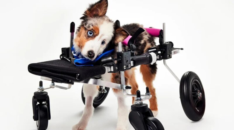 What Happened to Teigan, the 2026 Puppy Bowl Champion Dog, Who Died Three Months Ago?