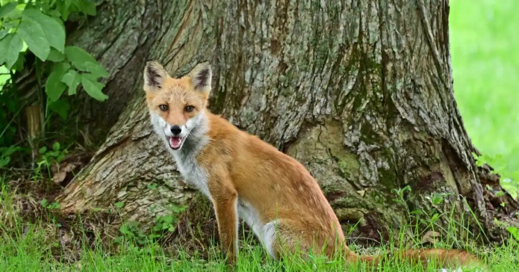 Red Fox Makes Seafaring Journey from England to New York Aboard Cargo Ship