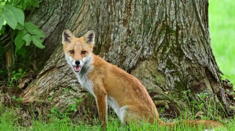 Red Fox Makes Seafaring Journey from England to New York Aboard Cargo Ship