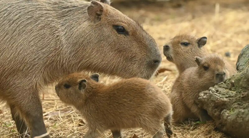 Cape May Zoo Introduces Two New Capybara Pups Born in April