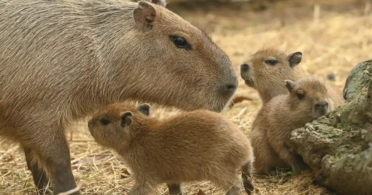 Cape May Zoo Introduces Two New Capybara Pups Born in April