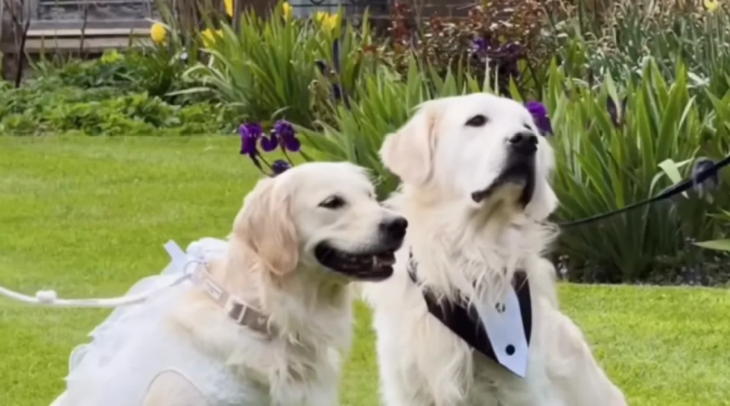 Two Golden Retrievers Tie the Knot in a Heartwarming Charity Wedding