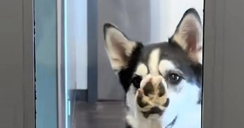 Husky Escapes Yard and Heads to Daycare on Her Own in TikTok Video