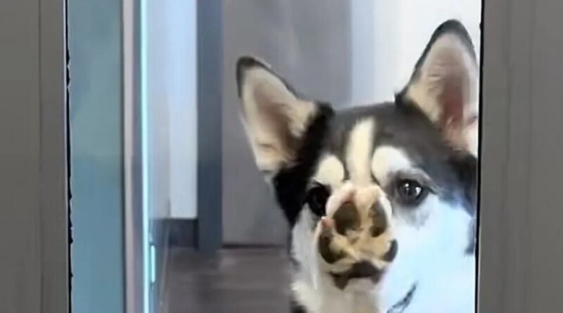 Husky Escapes Yard and Heads to Daycare on Her Own in TikTok Video