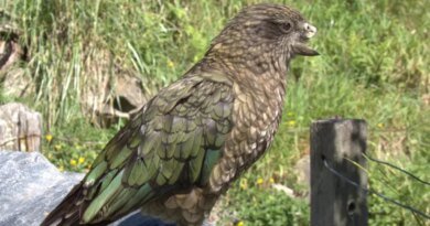 Parrot with Half a Beak Emerges as Alpha Male of His Flock