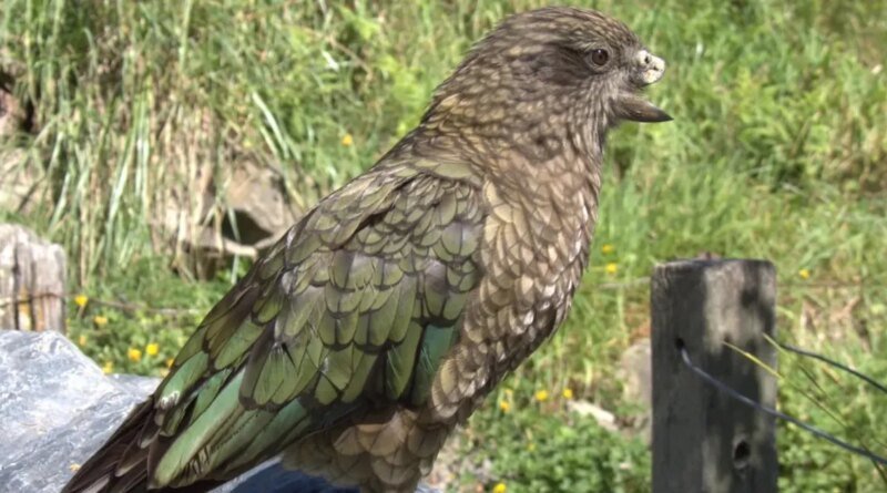Parrot with Half a Beak Emerges as Alpha Male of His Flock