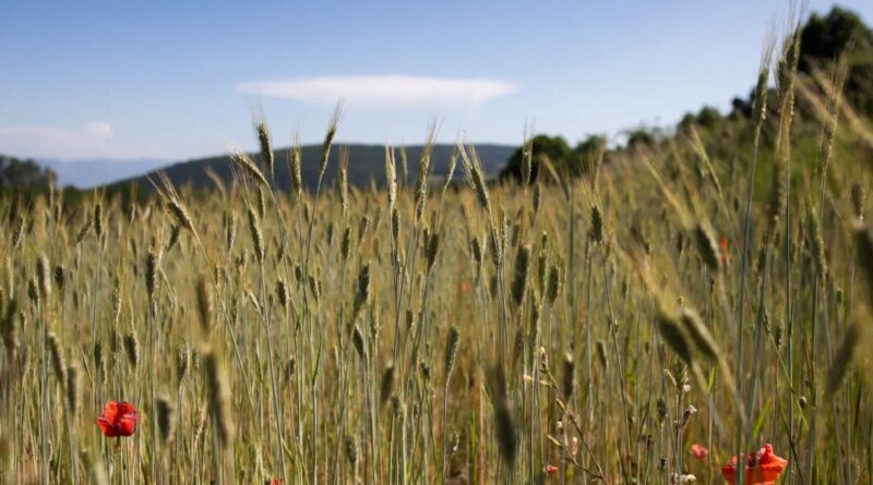 Why Heritage Sourcing Will Be a Key Food Trend in 2026