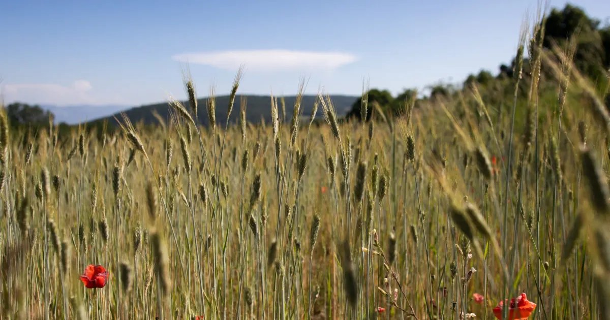 Why Heritage Sourcing Will Be a Key Food Trend in 2026