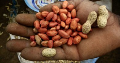Diverse Protein Sources: Effective Strategies to Meet Your Daily Goals Without Chicken